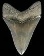 Serrated, Megalodon Tooth - Excellent Tip #69769-1